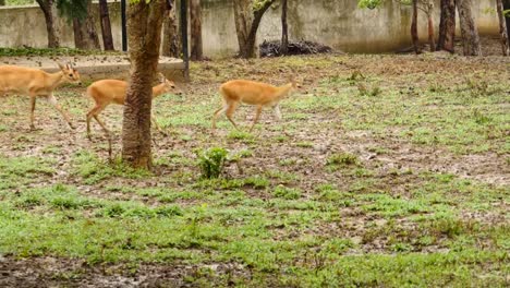 Antilope-Tiere-in-einer-Gruppe