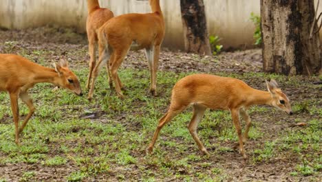 Animales-de-antílope-en-un-grupo