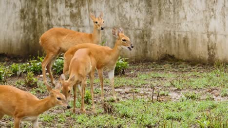 Antilope-Tiere-in-einer-Gruppe