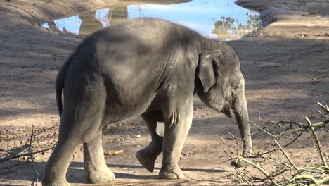 Indian-elephant-(Elephas-maximus-indicus).-Cute-baby-elephant