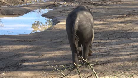 Indischer-Elefant-(Elephas-Maximus-Indicus).-Niedliche-Baby-Elefant