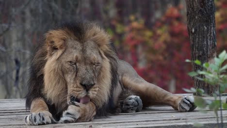 Asiatische-Löwe-(Panthera-Leo-Persica).-Eine-vom-Aussterben-bedrohten-Arten.