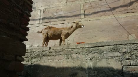 Goat-eating-against-wall.