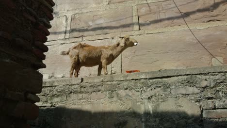 Cabra-comiendo-contra-la-pared.