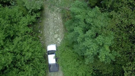 Auto-fährt-durch-den-fröhlichen-Wald,-Luftschießen