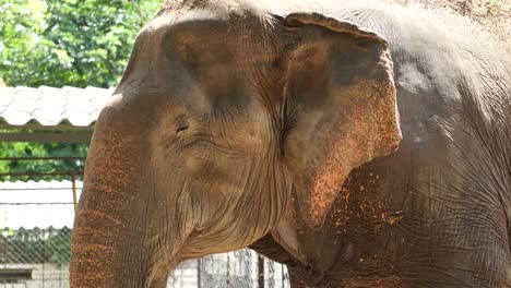 Close-up-shot-of-Asian-Indian-elephant.-Beautiful-creature-in-motion-4k