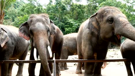 4K-footage.-group-of-Asian-elephant-in-the-zoo