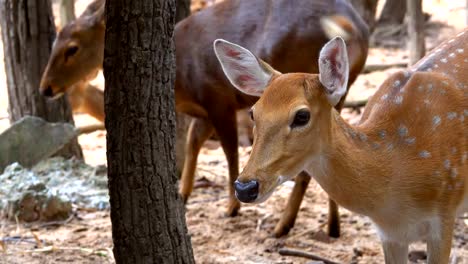 Spotted-or-Axis-deer-Herd-in-forest-on-sunrise.