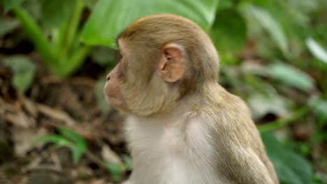 Portrait-of-a-monkey-in-the-jungle