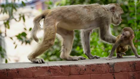 Female-monkey-with-cub