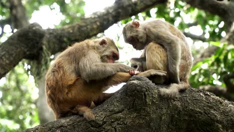 Dos-monos-en-un-árbol