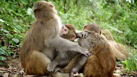 Una-familia-de-monos-en-la-selva-salvaje.