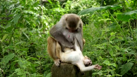 A-monkey-female-with-a-cub-in-the-jungle