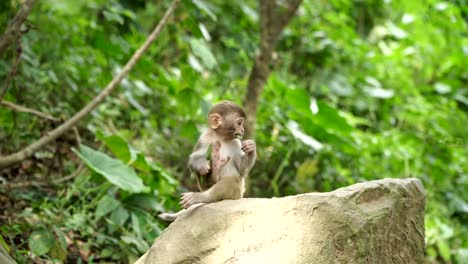 Affe-Cub-isst-grünes-Blatt