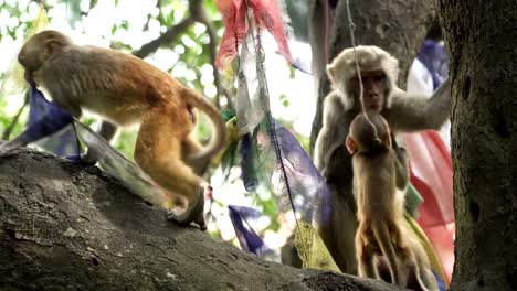 Familia-de-monos-en-un-árbol