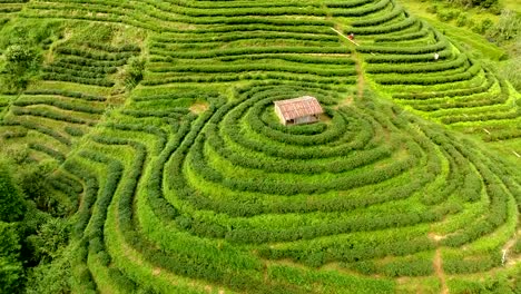 Aerial-view-of-tea-plantation-terrace-on-mountain.