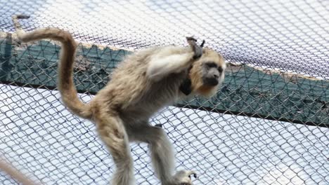 Little-monkey-checking-his-surroundings-inside-cage-locked-behind-bars-looking-around