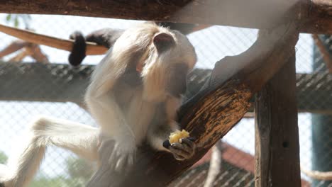 Little-monkey-eating-fruit-food