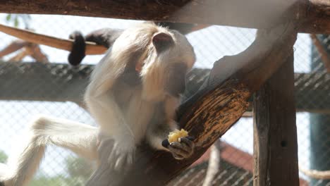 Pequeño-mono-comiendo-fruta