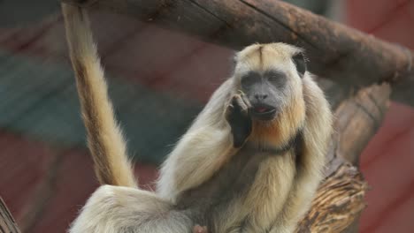 Little-monkey-chilling-eating-food