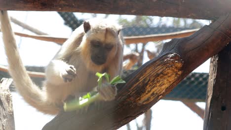 Pequeño-mono-comer-planta-vegetales.-Mono-comiendo-alimentos-nutritivos-vegetales