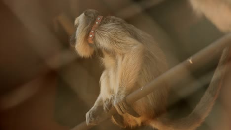 Little-monkey-holds-himself-on-top-of-bar-locked-behind-fences-checking-his-surroundings