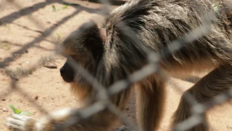 Äffchen-in-verschlossenen-Käfig-hinter-Gittern