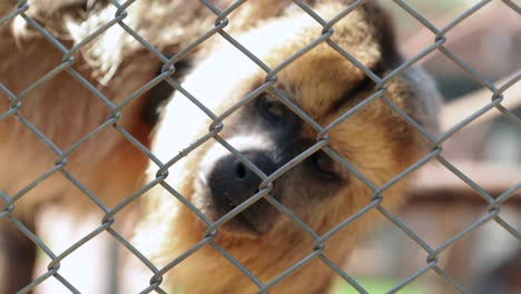 Little-monkey-starring-to-visitors-looking-at-strangers-on-the-other-side-of-the-fences.-Monkey-locked-inside-cage