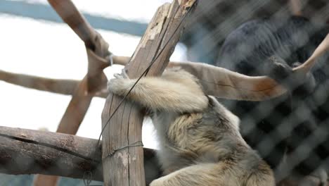 Monkey-climbing-on-top-of-obstacles.-Little-monkey-holding-himself-upwards-with-force-locked-behind-fences.-Cage-monkey-4K-clip.mov