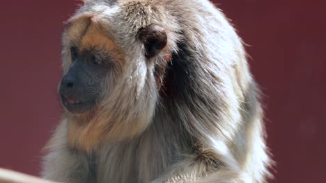 Mono-comer.-Closeup-de-mono-mono-comiendo-frutas