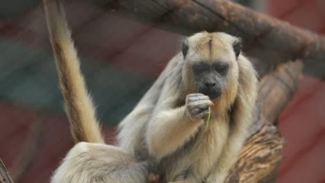 Monkey-eating-vegetable-fruit-and-chillding-with-nothing-to-do