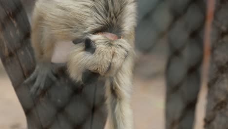 Monkey-grabbing-vegetable-food-to-eat.-Animal-monkey-holding-food-up-to-his-mouth-holding-himself-upside-down