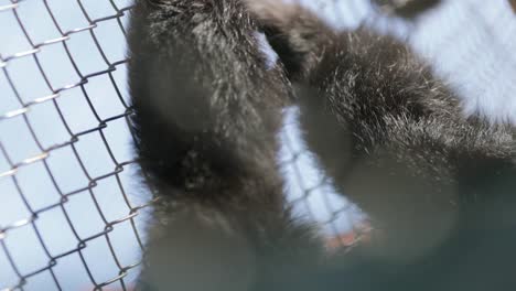 Monkey-holding-himself-into-fences-locked-inside-bars.-Big-monkey