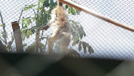 Monkey-holding-himself-into-fences-locked-inside-cage