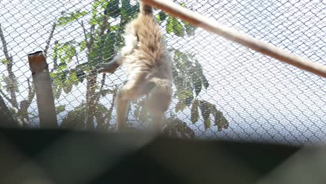 Affe-hielt-sich-in-Zäune-in-Käfig-gesperrt