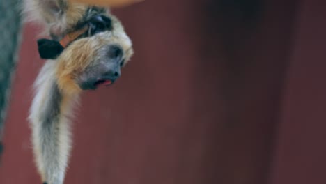 Monkey-holding-himself-on-top-of-rope-while-yawning.-Tired-looking-expressive-monkey