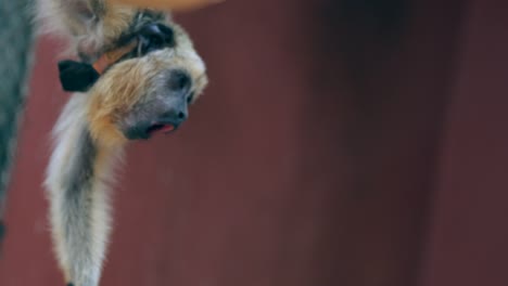 Affe-hielt-sich-auf-Seil-beim-Gähnen.-Müde-suchen-ausdrucksstarke-Affe