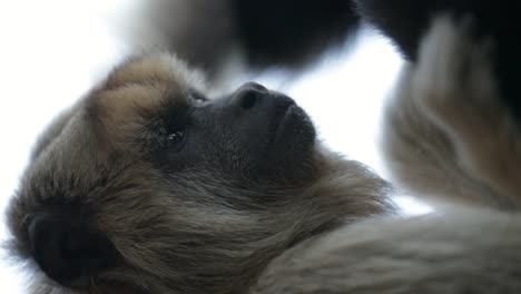 Monkey-holding-himself-upside-down.-Profile-shot-of-little-monkey