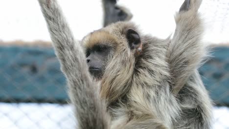 Monkey-holding-himself-with-legs-and-in-relax-mode