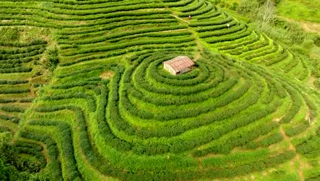 Aerial-view-of-tea-plantation-terrace-on-mountain.