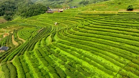 Aerial-view-of-tea-plantation-terrace-on-mountain.