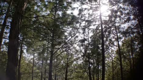 Tree-lines-near-New-Tehri-in-Uttarakhand