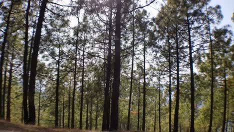 Tree-lines-near-New-Tehri-in-Uttarakhand