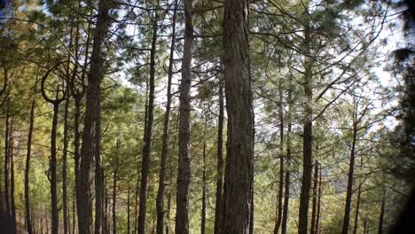 Tree-lines-near-New-Tehri-in-Uttarakhand