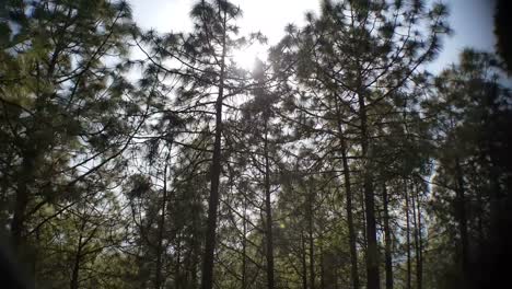 Tree-lines-near-New-Tehri-in-Uttarakhand