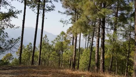 Tree-lines-near-New-Tehri-in-Uttarakhand