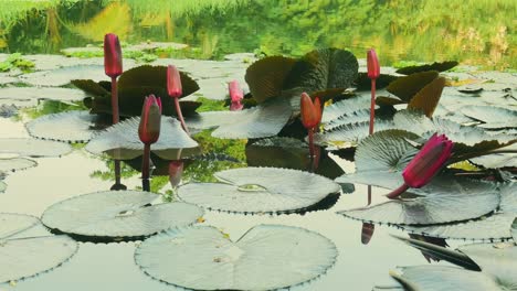 Red-Lotus-Knospen-wachsen-natürlich