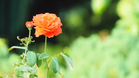 Red-yellow-and-pink-roses-fresh-and-natural