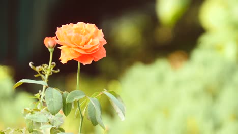 Rot-gelb-und-rosa-Rosen,-frischen-und-natürlichen