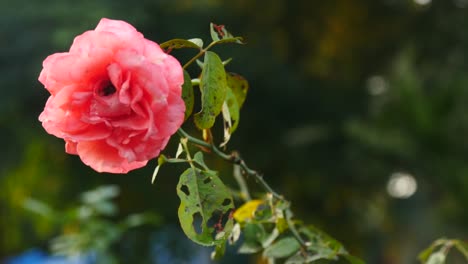 bright-pink-rose-fresh-and-natural